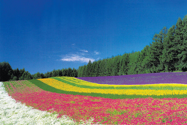 北海道富良野