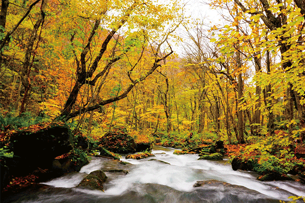 奧入瀨溪流