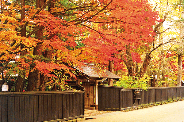 角館武家屋敷 楓